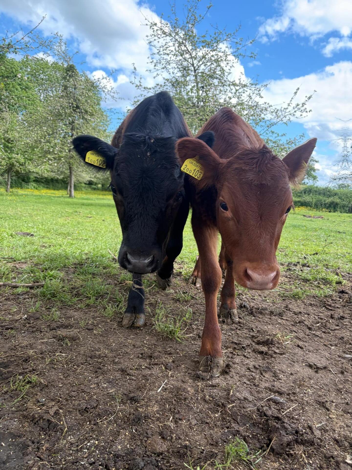 Dexter calves at Longridge Farm