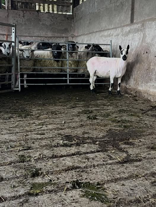 Free-range lamb at Longridge Farm